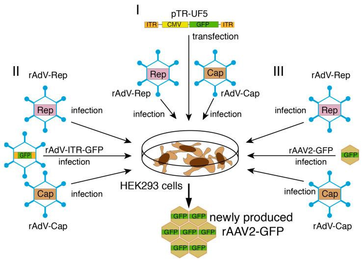 https://cdn.ncbi.nlm.nih.gov/pmc/blobs/30ac/9867474/60224b147dd8/viruses-15-00064-g004.jpg
