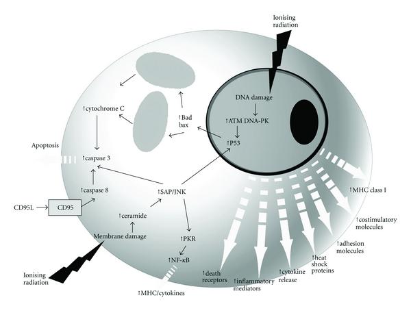 https://cdn.ncbi.nlm.nih.gov/pmc/blobs/30ad/3227385/cb4763ab65fd/CDI2011-439752.001.jpg