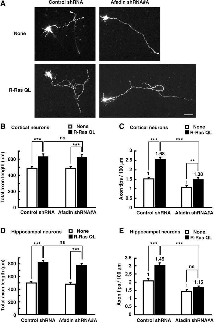https://cdn.ncbi.nlm.nih.gov/pmc/blobs/30ae/3395666/996ab9bb2e97/2793fig5.jpg