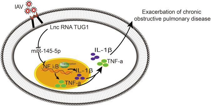 https://cdn.ncbi.nlm.nih.gov/pmc/blobs/30b1/8029562/17c713bcbabb/fphar-12-604590-g006.jpg