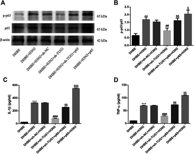https://cdn.ncbi.nlm.nih.gov/pmc/blobs/30b1/8029562/cd0a7626e24b/fphar-12-604590-g005.jpg