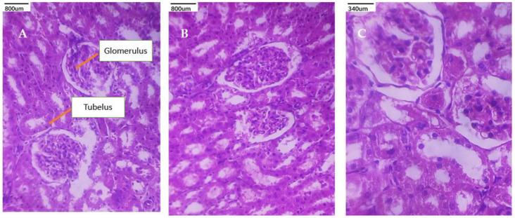 https://cdn.ncbi.nlm.nih.gov/pmc/blobs/30b4/11723144/c39f6ff8ed90/polymers-17-00024-g013.jpg