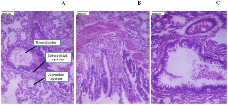 https://cdn.ncbi.nlm.nih.gov/pmc/blobs/30b4/11723144/fff3aabe6717/polymers-17-00024-g012.jpg