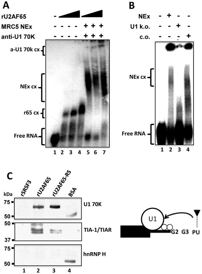 https://cdn.ncbi.nlm.nih.gov/pmc/blobs/30b4/3390395/9ef699c5206e/pone.0040315.g008.jpg