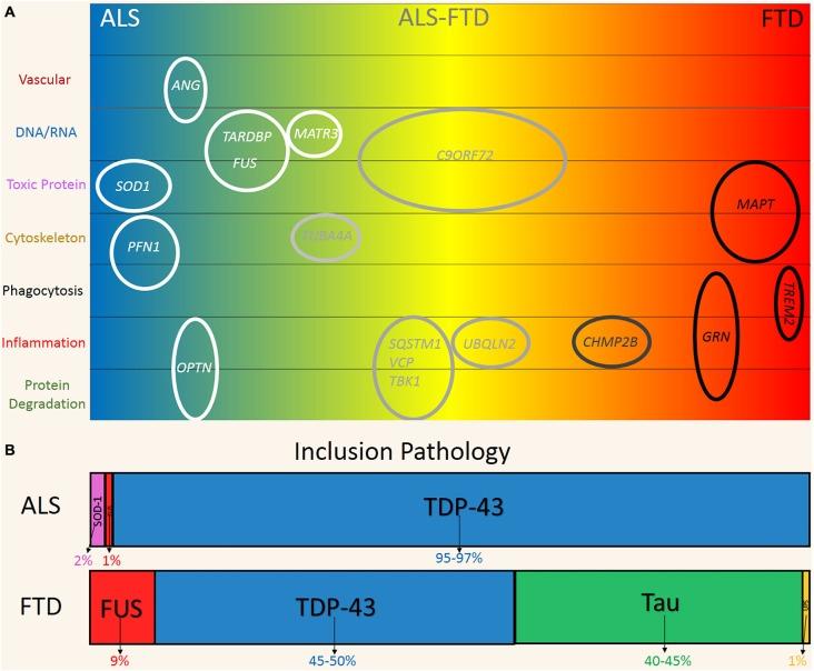 https://cdn.ncbi.nlm.nih.gov/pmc/blobs/30b4/4621294/3945c0b03aeb/fncel-09-00414-g0001.jpg