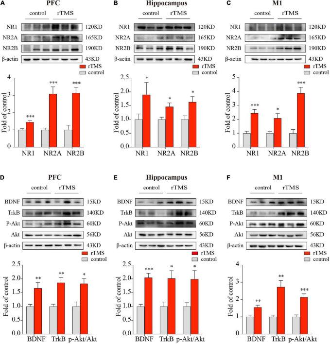 https://cdn.ncbi.nlm.nih.gov/pmc/blobs/30b4/9389218/42a6e8e4131d/fnins-16-974940-g004.jpg