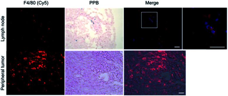 https://cdn.ncbi.nlm.nih.gov/pmc/blobs/30b4/9400501/bf96e72b6d27/d2na00008c-f6.jpg
