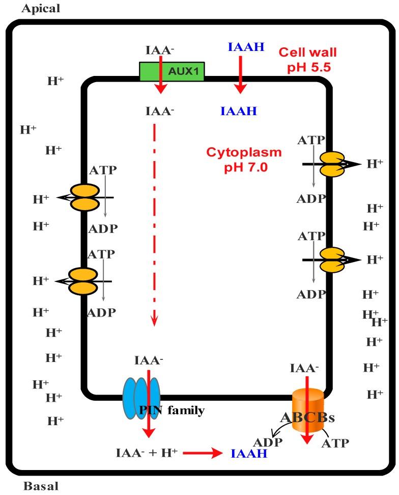 https://cdn.ncbi.nlm.nih.gov/pmc/blobs/30b5/6274315/d4af9924c2ca/molecules-21-01104-g003.jpg