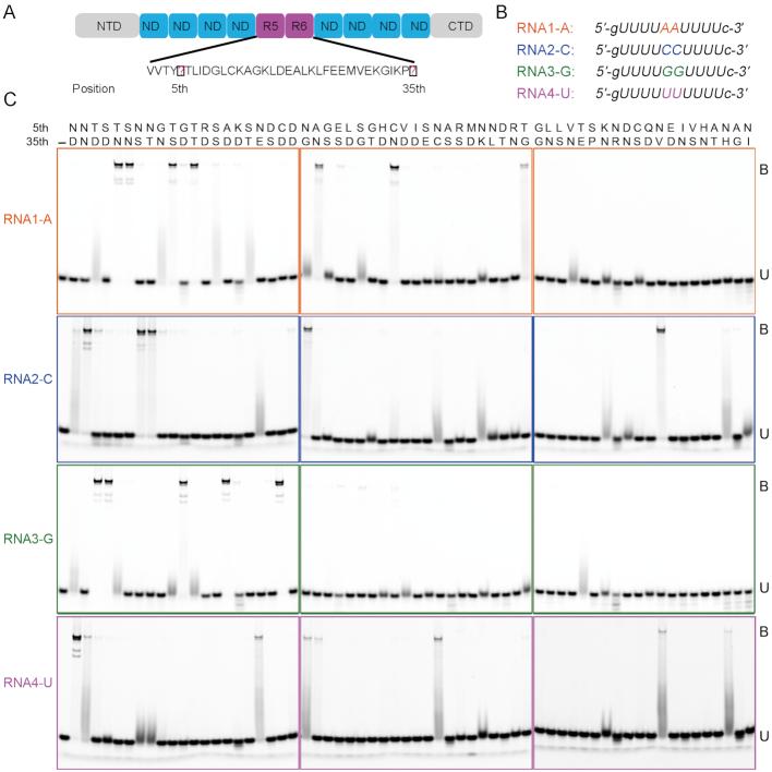 https://cdn.ncbi.nlm.nih.gov/pmc/blobs/30b5/6468296/1d946f3f566c/gkz075fig3.jpg