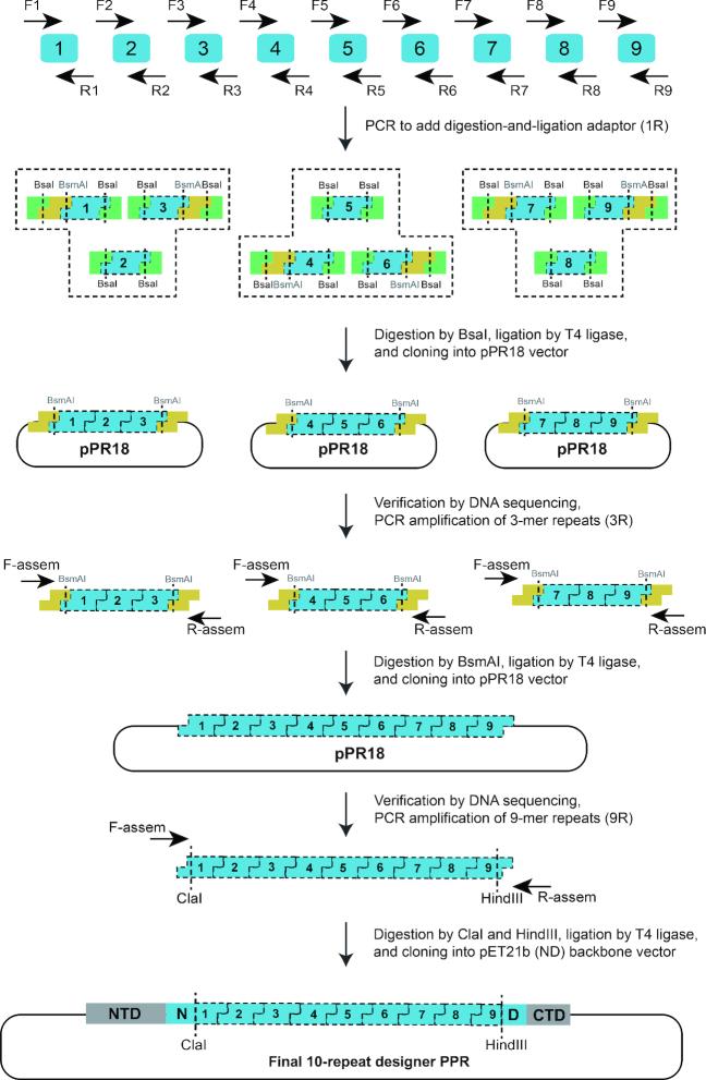 https://cdn.ncbi.nlm.nih.gov/pmc/blobs/30b5/6468296/3f9ec4c9198a/gkz075fig2.jpg