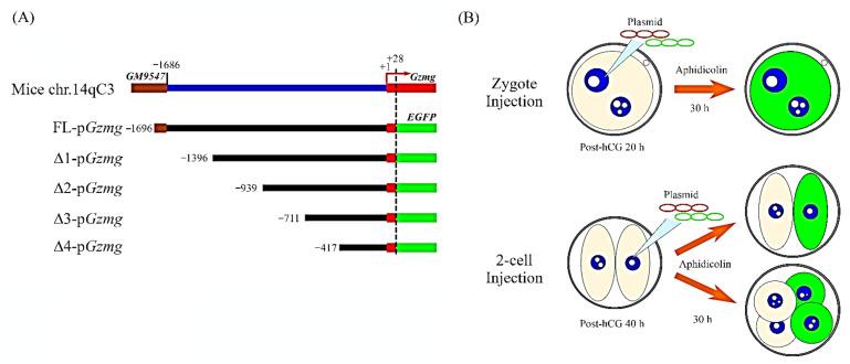 https://cdn.ncbi.nlm.nih.gov/pmc/blobs/30b9/7796490/3f61f3452f00/ijms-22-00460-g001.jpg