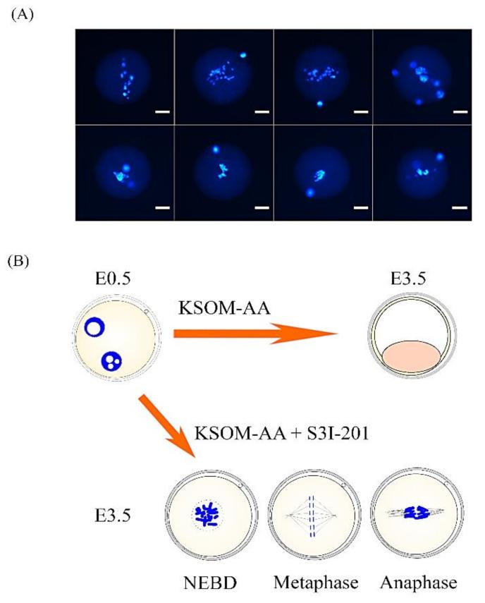 https://cdn.ncbi.nlm.nih.gov/pmc/blobs/30b9/7796490/8b3fd7893bbe/ijms-22-00460-g005.jpg