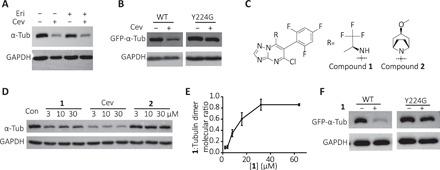 https://cdn.ncbi.nlm.nih.gov/pmc/blobs/30ba/8133757/0d6d42acdeac/abg4168-F4.jpg