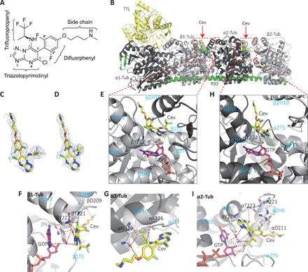 https://cdn.ncbi.nlm.nih.gov/pmc/blobs/30ba/8133757/9240f15a21ee/abg4168-F2.jpg
