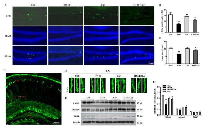 https://cdn.ncbi.nlm.nih.gov/pmc/blobs/30bd/11706931/b977bd5d1314/41598_2024_82571_Fig5_HTML.jpg
