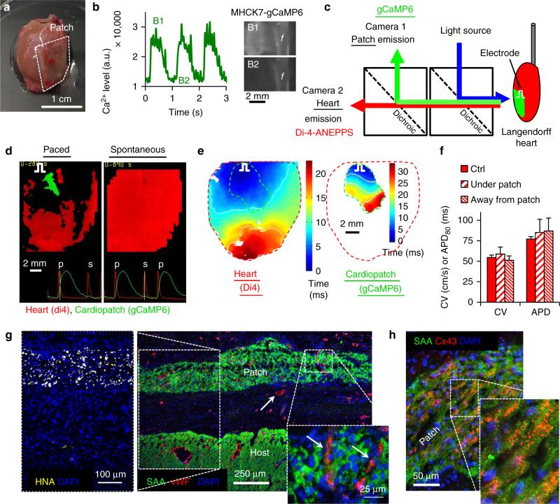 https://cdn.ncbi.nlm.nih.gov/pmc/blobs/30c1/5705709/2f142ae8fe08/41467_2017_1946_Fig7_HTML.jpg