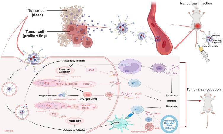 https://cdn.ncbi.nlm.nih.gov/pmc/blobs/30c2/10826716/4292be08db0f/IJN-19-917-g0006.jpg