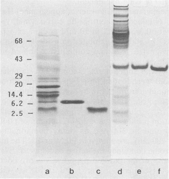 https://cdn.ncbi.nlm.nih.gov/pmc/blobs/30c2/260782/f3a389f0a8c1/iai00070-0228-a.jpg