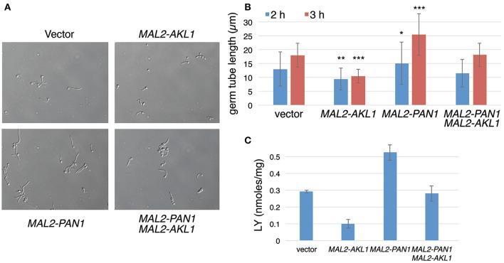 https://cdn.ncbi.nlm.nih.gov/pmc/blobs/30c2/5809406/9b47b055ea7a/fcimb-08-00017-g0007.jpg