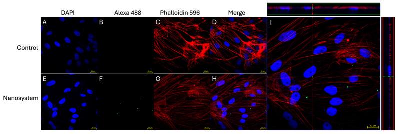 https://cdn.ncbi.nlm.nih.gov/pmc/blobs/30c3/11510216/9587941ca13e/nanomaterials-14-01658-g003.jpg