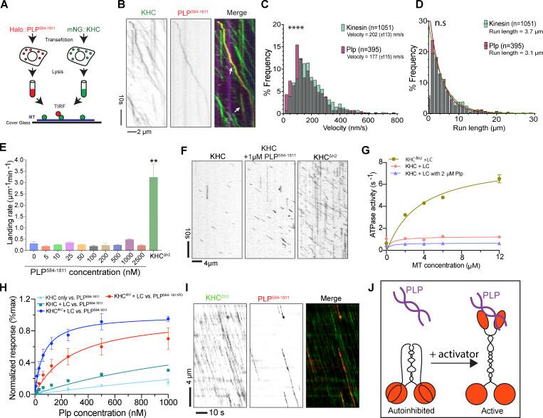 https://cdn.ncbi.nlm.nih.gov/pmc/blobs/30c3/9361567/63cf93637a2a/JCB_202112097_Fig6.jpg