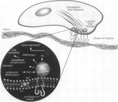 https://cdn.ncbi.nlm.nih.gov/pmc/blobs/30c9/472623/48548289d403/thorax00328-0095-a.jpg