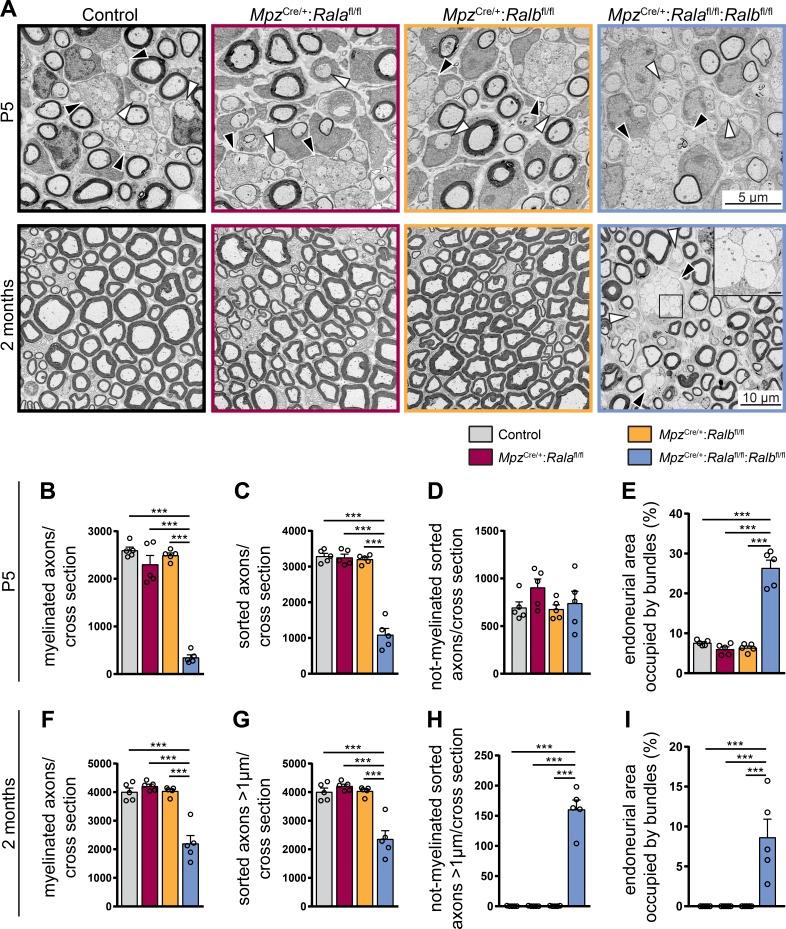 https://cdn.ncbi.nlm.nih.gov/pmc/blobs/30cb/6605813/6272926e1ea1/JCB_201811150_Fig4.jpg