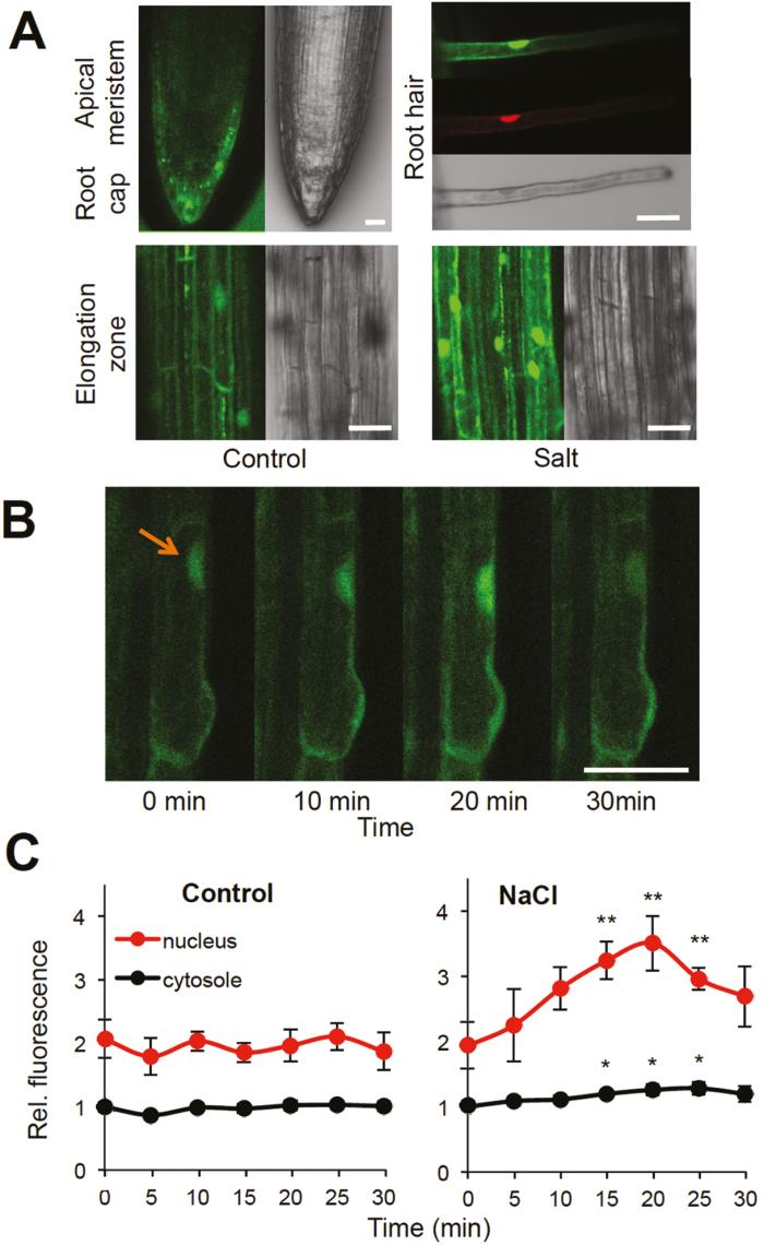 https://cdn.ncbi.nlm.nih.gov/pmc/blobs/30cf/6760271/876b99dfc485/erz217f0002.jpg