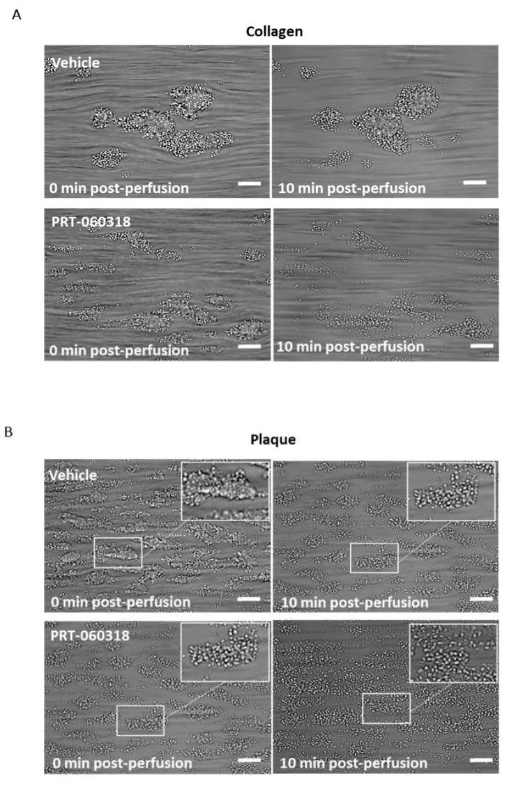 https://cdn.ncbi.nlm.nih.gov/pmc/blobs/30d2/8745592/607a5ff61eed/ijms-23-00493-g002a.jpg