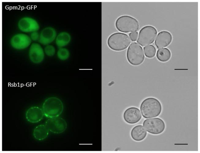 https://cdn.ncbi.nlm.nih.gov/pmc/blobs/30d4/3795641/99d1153a3db1/pone.0077380.g004.jpg