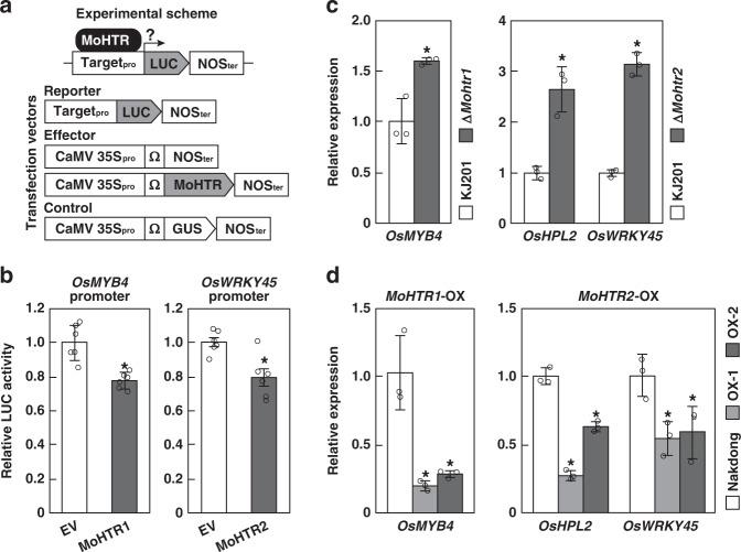 https://cdn.ncbi.nlm.nih.gov/pmc/blobs/30db/7672089/36687b539fc6/41467_2020_19624_Fig4_HTML.jpg