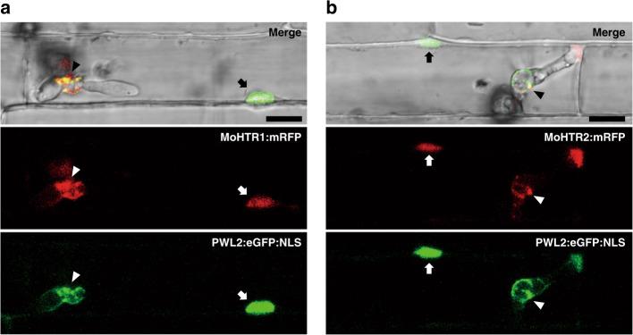 https://cdn.ncbi.nlm.nih.gov/pmc/blobs/30db/7672089/a1aad79812f8/41467_2020_19624_Fig1_HTML.jpg