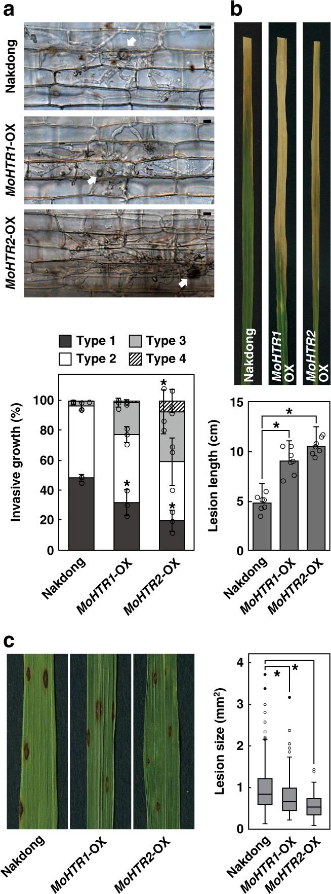 https://cdn.ncbi.nlm.nih.gov/pmc/blobs/30db/7672089/f30a291a18cb/41467_2020_19624_Fig6_HTML.jpg