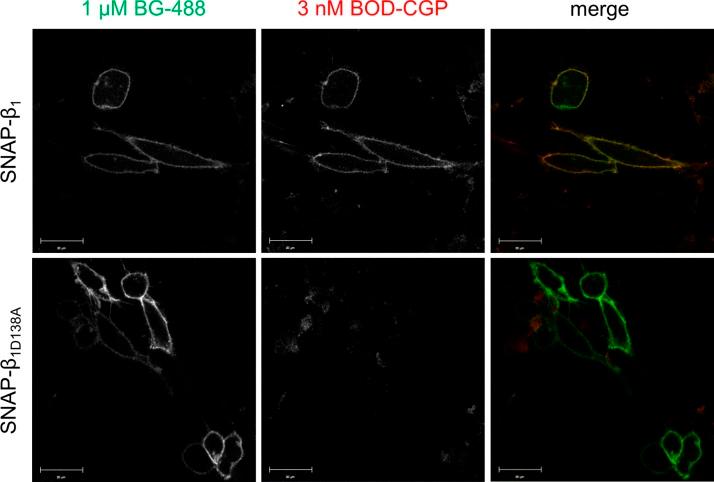 https://cdn.ncbi.nlm.nih.gov/pmc/blobs/30dc/4478806/cfa73362d6f7/fasebj265199f8.jpg