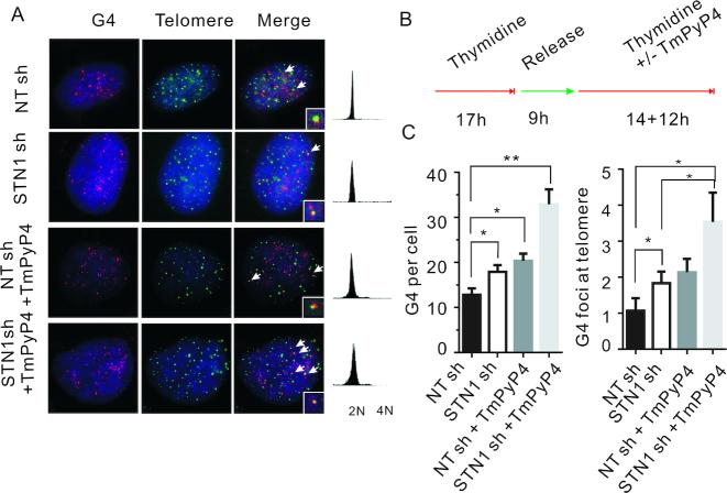 https://cdn.ncbi.nlm.nih.gov/pmc/blobs/30dd/6547417/7336ad11a916/gkz264fig4.jpg
