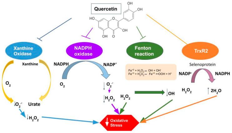 https://cdn.ncbi.nlm.nih.gov/pmc/blobs/30e3/9027566/2b06ce3e0b42/molecules-27-02564-g006.jpg