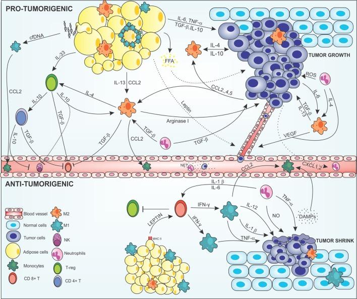 https://cdn.ncbi.nlm.nih.gov/pmc/blobs/30e6/5609576/2d9ef69d2f17/fimmu-08-01129-g001.jpg