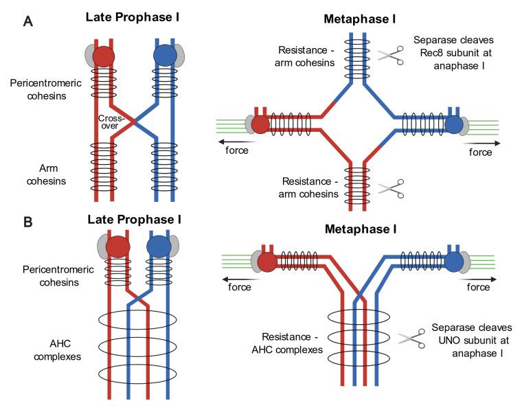 https://cdn.ncbi.nlm.nih.gov/pmc/blobs/30e6/7529219/1606d904822b/pgen.1008997.g001.jpg