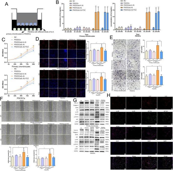 https://cdn.ncbi.nlm.nih.gov/pmc/blobs/30ea/12343669/06be7b481b94/fcell-13-1625058-g008.jpg