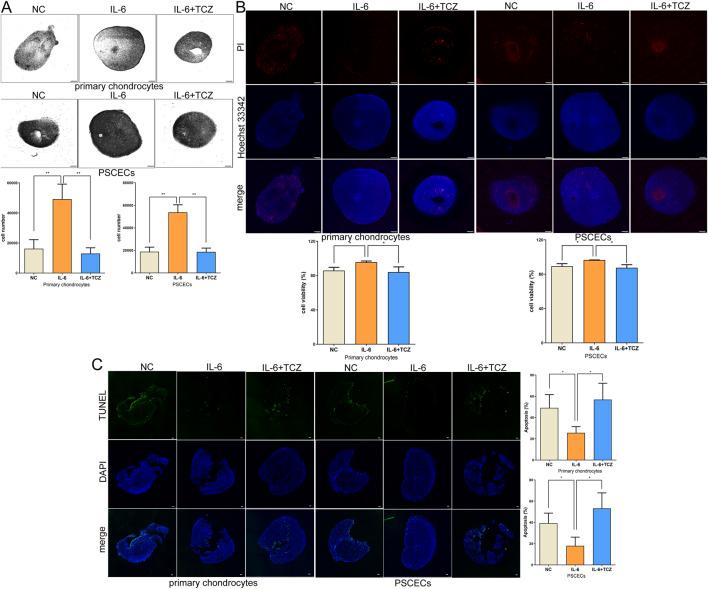 https://cdn.ncbi.nlm.nih.gov/pmc/blobs/30ea/12343669/2cdd90a908f4/fcell-13-1625058-g009.jpg