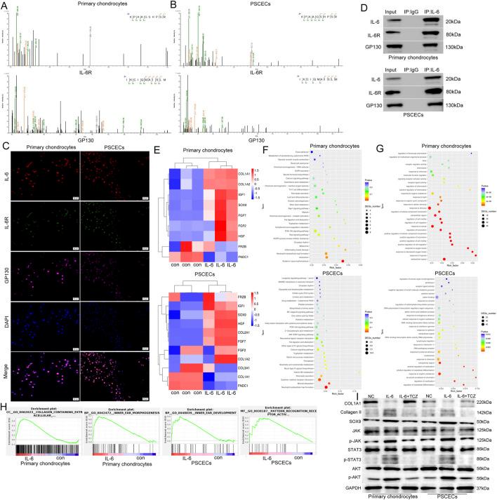 https://cdn.ncbi.nlm.nih.gov/pmc/blobs/30ea/12343669/4cae7d500b31/fcell-13-1625058-g007.jpg