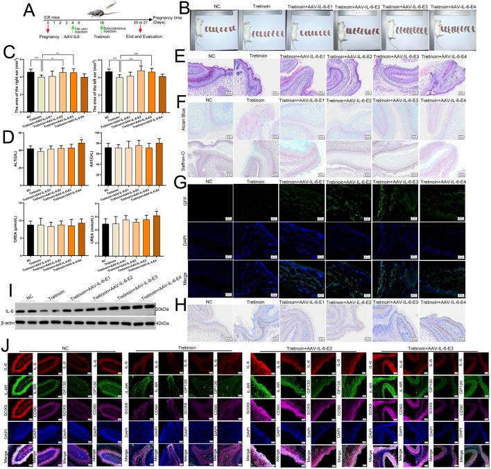 https://cdn.ncbi.nlm.nih.gov/pmc/blobs/30ea/12343669/941e4ec12bc8/fcell-13-1625058-g010.jpg
