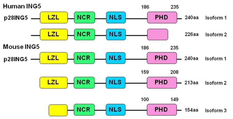 https://cdn.ncbi.nlm.nih.gov/pmc/blobs/30ea/6313139/d4bbd6ca0be8/ol-17-01-0063-g00.jpg