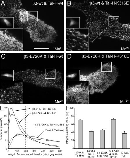 https://cdn.ncbi.nlm.nih.gov/pmc/blobs/30eb/2806581/8025c0156298/JCB_200908134_GS_Fig6.jpg