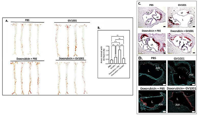 https://cdn.ncbi.nlm.nih.gov/pmc/blobs/30ee/11763685/baa554d2f26d/cells-14-00098-g007.jpg
