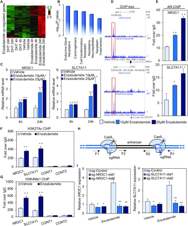 https://cdn.ncbi.nlm.nih.gov/pmc/blobs/30f0/6821169/17f5ed6811f2/gkz790fig1.jpg