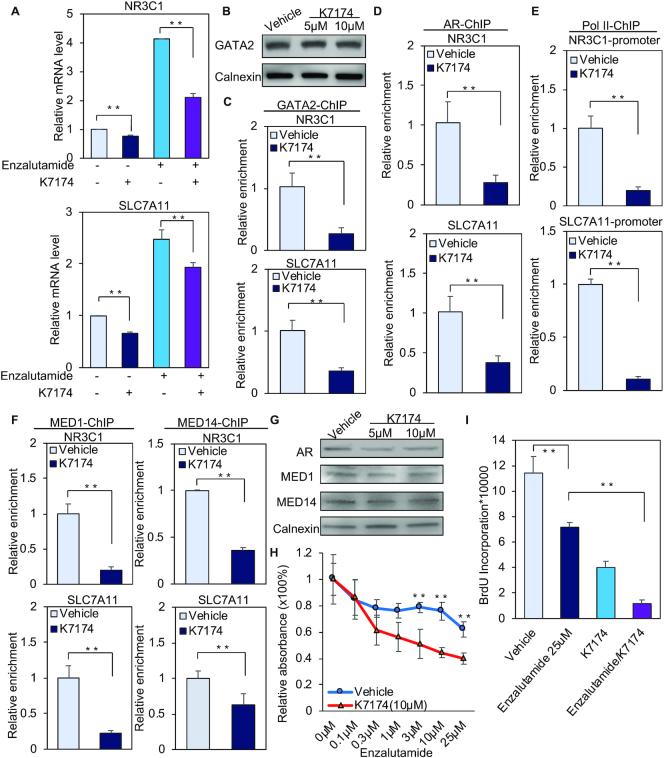 https://cdn.ncbi.nlm.nih.gov/pmc/blobs/30f0/6821169/9cc26a05f0b3/gkz790fig4.jpg