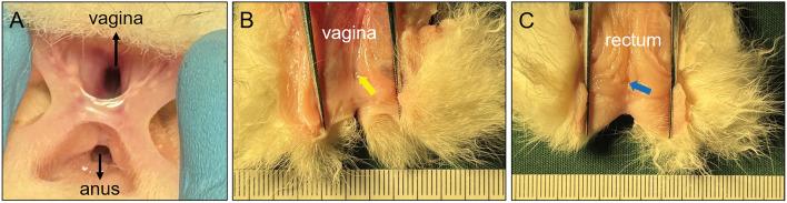 https://cdn.ncbi.nlm.nih.gov/pmc/blobs/30f7/11139911/062352d55ab5/41598_2024_63128_Fig6_HTML.jpg