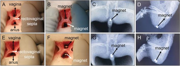 https://cdn.ncbi.nlm.nih.gov/pmc/blobs/30f7/11139911/7332a7919181/41598_2024_63128_Fig3_HTML.jpg