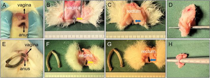https://cdn.ncbi.nlm.nih.gov/pmc/blobs/30f7/11139911/8a6c0b28219c/41598_2024_63128_Fig8_HTML.jpg